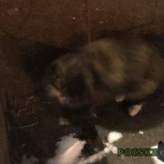 Подробнее об объявлении «Москва Найдена кошка» Фото: найдена кошка  «Москва Найдена кошка» в г. Москва