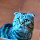 Подробнее об объявлении «Москва Найден кот скотиш фолд (шотландская вислоухая)» Фото: найдена кошка Шотландская вислоухая «Москва Найден кот скотиш фолд (шотландская...» в г. Москва