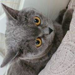 Подробнее об объявлении «Найден кот молодой британец Лыткарино» Фото: найдена кошка Британская короткошерстная кошка «Найден кот молодой британец Лыткарино» в г. Лыткарино