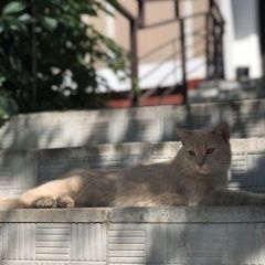 Подробнее об объявлении «Москва Найден кот кунцево, молодёжная» Фото: найдена кошка  «Москва Найден кот кунцево, молодёжная» в г. Москва