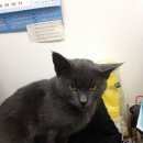 Подробнее об объявлении «Москва Найдена кошка» Фото: найдена кошка  «Москва Найдена кошка» в г. Москва
