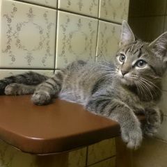 Подробнее об объявлении «Химки Найден котёнок» Фото: найдена кошка  «Химки Найден котёнок» в г. Химки