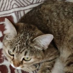 Подробнее об объявлении «Саяногорск Найдена кошка» Фото: найдена кошка  «Саяногорск Найдена кошка» в г. Саяногорск