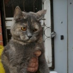 Подробнее об объявлении «Екатеринбург Найдена кошка» Фото: найдена кошка  «Екатеринбург Найдена кошка» в г. Екатеринбург