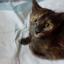 Подробнее об объявлении «Москва Найдена кошка» Фото: найдена кошка  «Москва Найдена кошка» в г. Москва