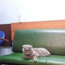 Подробнее об объявлении «Москва Найдена кошка шотландская вислоухая..» Фото: найдена кошка >  Скоттиш фолд (шотландская вислоухая) и  скоттиш страйт «Москва Найдена кошка шотландская вислоухая..» в г. Москва