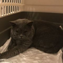 Подробнее об объявлении «Москва Найден кот» Фото: найдена кошка Британская короткошерстная «Москва Найден кот» в г. Москва