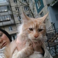 Подробнее об объявлении «Санкт-Петербург Найден кот - кот мейнкун» Фото: найдена кошка Мейн-кун «Санкт-Петербург Найден кот - кот мейнкун» в г. Санкт-Петербург