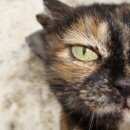 Подробнее об объявлении «Найдена кошка Семилуки» Фото: найдена кошка  «Найдена кошка Семилуки» в г. Семилуки