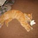 Подробнее об объявлении «Москва Найдена кошка явно домашняя на улице недавно» Фото: найдена кошка  «Москва Найдена кошка явно домашняя на улице...» в г. Москва