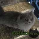 Подробнее об объявлении «Химки Найдена кошка, серая в зеленом ошейнике» Фото: найдена кошка  «Химки Найдена кошка, серая в зеленом ошейнике» в г. Химки