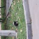 Подробнее об объявлении «Химки Найдена кошка кот или кошка черный с белой грудкой» Фото: найдена кошка  «Химки Найдена кошка кот или кошка черный с...» в г. Химки