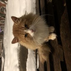 Подробнее об объявлении «Найдена кошка стахановская улица Сергиев Посад» Фото: найдена кошка  «Найдена кошка стахановская улица Сергиев Посад» в г. Сергиев Посад