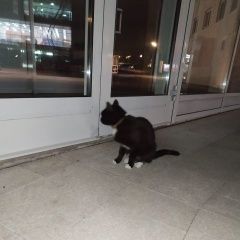 Подробнее об объявлении «Москва Найдена кошка чёрная, белые усы и носочки на лапках» Фото: найдена кошка  «Москва Найдена кошка чёрная, белые усы и...» в г. Москва