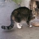 Подробнее об объявлении «Санкт-Петербург Найдена кошка кот/кошка серый полосатый» Фото: найдена кошка  «Санкт-Петербург Найдена кошка кот/кошка серый...» в г. Санкт-Петербург