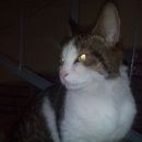 Подробнее об объявлении «Москва Найдена кошка в подъезде» Фото: найдена кошка  «Москва Найдена кошка в подъезде» в г. Москва