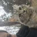 Подробнее об объявлении «Найдена кошка кошечка Троицк» Фото: найдена кошка  «Найдена кошка кошечка Троицк» в г. Троицк