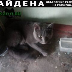 Подробнее об объявлении «Красноярск Найден кот русская голубая» Фото: найдена кошка Русская голубая «Красноярск Найден кот русская голубая» в г. Красноярск
