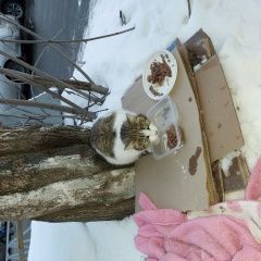 Подробнее об объявлении «Найдена кошка киса в мытищах Мытищи» Фото: найдена кошка  «Найдена кошка киса в мытищах Мытищи» в г. Мытищи