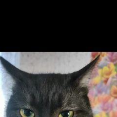 ����: ������� �����  ������� ������ ��� ������� �����, �� ����.� � �. ������