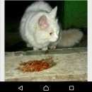 Подробнее об объявлении «Москва Найдена кошка белого окраса в ошейнике красном» Фото: найдена кошка  «Москва Найдена кошка белого окраса в ошейнике...» в г. Москва