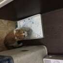 Подробнее об объявлении «Москва Найден котенок» Фото: найдена кошка  «Москва Найден котенок» в г. Москва