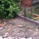 Подробнее об объявлении «Новосибирск Найдена кошка рыжая или кот» Фото: найдена кошка  «Новосибирск Найдена кошка рыжая или кот» в г. Новосибирск