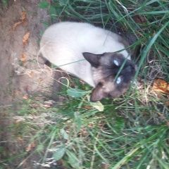 Подробнее об объявлении «Москва Найден кот похожий на сиамского сидит на улице» Фото: найдена кошка Сиамская «Москва Найден кот похожий на сиамского сидит на...» в г. Москва