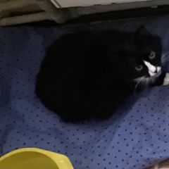 Подробнее об объявлении «Найдена кошка Истра» Фото: найдена кошка  «Найдена кошка Истра» в г. Истра