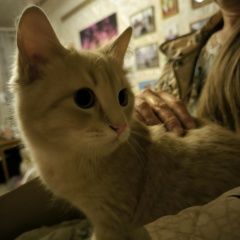 Подробнее об объявлении «Найден кот Ростов-на-Дону» Фото: найдена кошка  «Найден кот Ростов-на-Дону» в г. Ростов-на-Дону