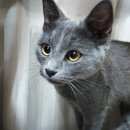 Подробнее об объявлении «Москва Найдена кошка метро перово, ул. плеханова» Фото: найдена кошка Русская голубая «Москва Найдена кошка метро перово, ул. плеханова» в г. Москва