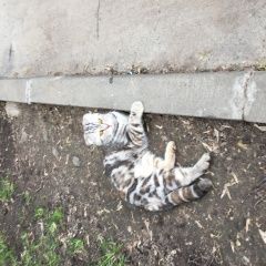 Подробнее об объявлении «Москва Найдена кошка британская вислоухая» Фото: найдена кошка Британская короткошерстная «Москва Найдена кошка британская вислоухая» в г. Москва