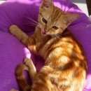 Подробнее об объявлении «Москва Найден кот» Фото: найдена кошка Сибирская «Москва Найден кот» в г. Москва