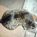 Подробнее об объявлении «Найден кот серый полосатик Ярославль» Фото: найдена кошка  «Найден кот серый полосатик Ярославль» в г. Ярославль