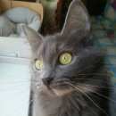 Подробнее об объявлении «Москва Найдена кошка» Фото: найдена кошка  «Москва Найдена кошка» в г. Москва