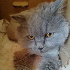Подробнее об объявлении «Найден кот британец Зеленоград» Фото: найдена кошка Британская длинношерстная кошка «Найден кот британец Зеленоград» в г. Зеленоград