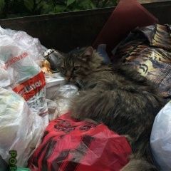 Подробнее об объявлении «Найден кот  Красногорск» Фото: найдена кошка Сибирская «Найден кот  Красногорск» в г. Красногорск