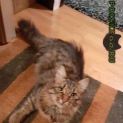 Подробнее об объявлении «Москва Найдена кошка» Фото: найдена кошка  «Москва Найдена кошка» в г. Москва