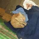 Подробнее об объявлении «Найдена кошка рыжий Оренбург» Фото: найдена кошка  «Найдена кошка рыжий Оренбург» в г. Оренбург