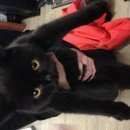 Подробнее об объявлении «Найден кот предположительно чёрный экзот Дмитров» Фото: найдена кошка  «Найден кот предположительно чёрный экзот Дмитров» в г. Дмитров