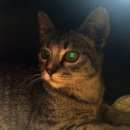 Подробнее об объявлении «Санкт-Петербург Найден котенок в полоску» Фото: найдена кошка  «Санкт-Петербург Найден котенок в полоску» в г. Санкт-Петербург