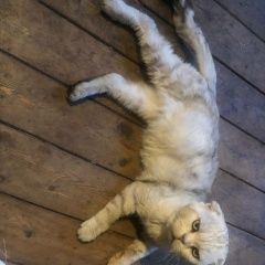 Подробнее об объявлении «Раменское Найден кот» Фото: найдена кошка Скоттиш фолд (шотландская вислоухая) «Раменское Найден кот» в г. Раменское
