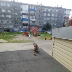Подробнее об объявлении «Сургут Найдена кошка» Фото: найдена кошка  «Сургут Найдена кошка» в г. Сургут