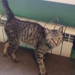 Подробнее об объявлении «Красноярск Найден кот» Фото: найдена кошка  «Красноярск Найден кот» в г. Красноярск