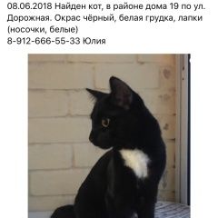 Подробнее об объявлении «Екатеринбург Найден кот» Фото: найдена кошка  «Екатеринбург Найден кот» в г. Екатеринбург
