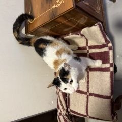 Подробнее об объявлении «Найдена кошка Санкт-Петербург» Фото: найдена кошка  «Найдена кошка Санкт-Петербург» в г. Санкт-Петербург