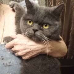 Подробнее об объявлении «Найдена кошка Балашиха» Фото: найдена кошка Британская длинношерстная кошка «Найдена кошка Балашиха» в г. Балашиха