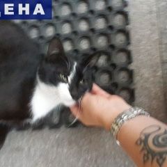 Подробнее об объявлении «Москва Найден кот» Фото: найдена кошка  «Москва Найден кот» в г. Москва
