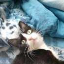 Подробнее об объявлении «Москва Найдена кошка чёрная с белым» Фото: найдена кошка  «Москва Найдена кошка чёрная с белым» в г. Москва