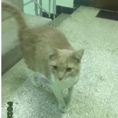 Подробнее об объявлении «Найден кот в районе Зеленоград» Фото: найдена кошка  «Найден кот в районе Зеленоград» в г. Зеленоград